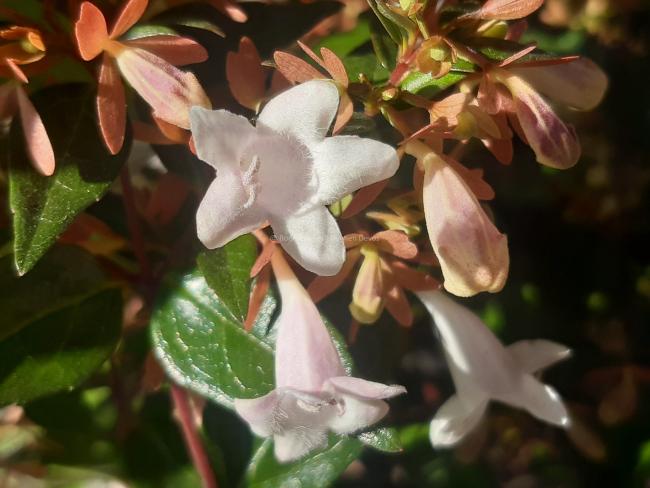 Abelia grandiflora ( x )