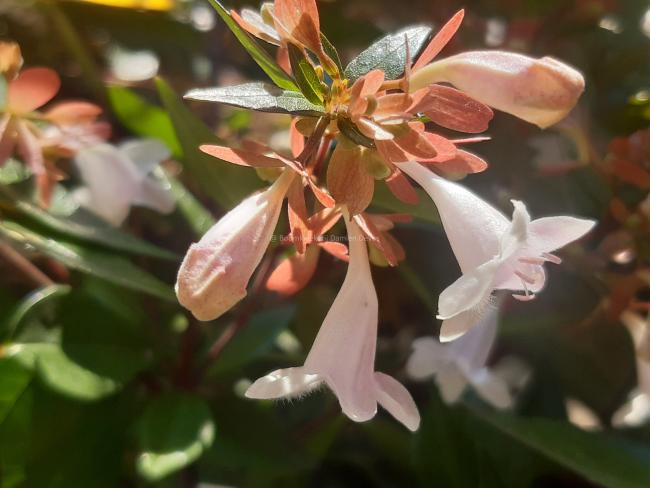 Abelia grandiflora ( x )