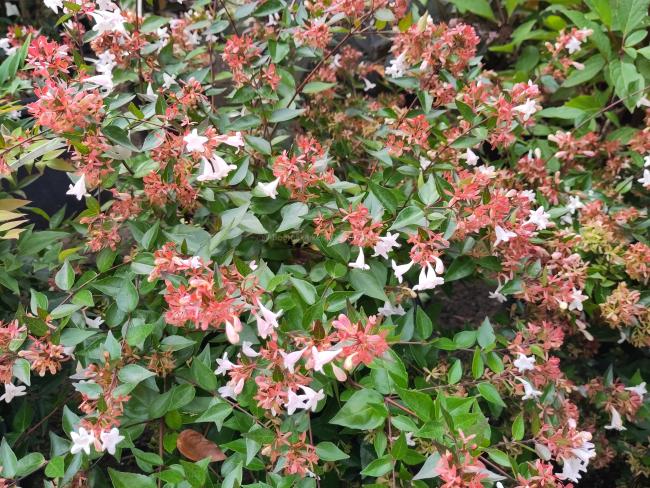 Abelia grandiflora ( x )