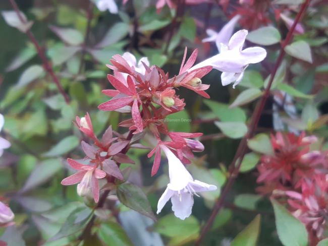 Abelia grandiflora 'Sherwood'