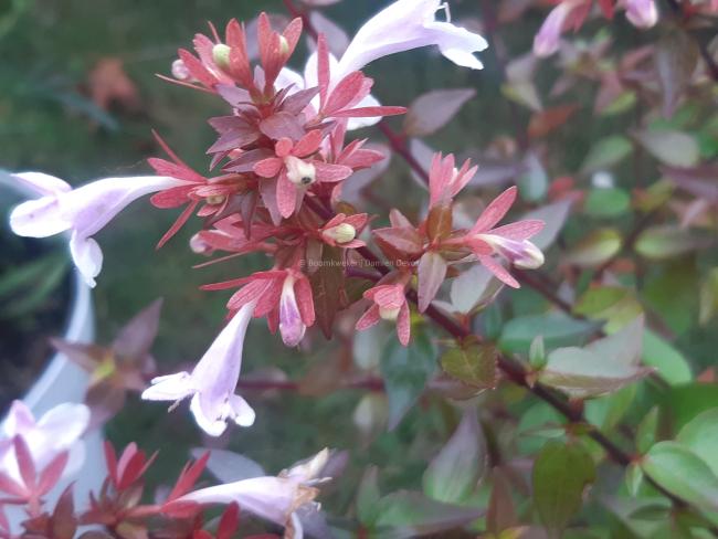 Abelia grandiflora 'Sherwood'