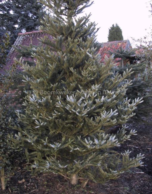 Abies koreana 'Silberlocke'