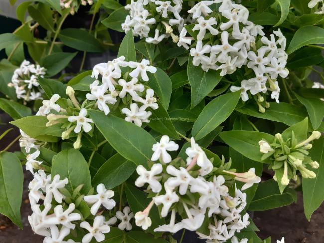 Abelia mosanensis 'Monia'