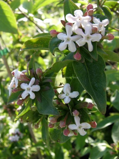 Abelia mosanensis