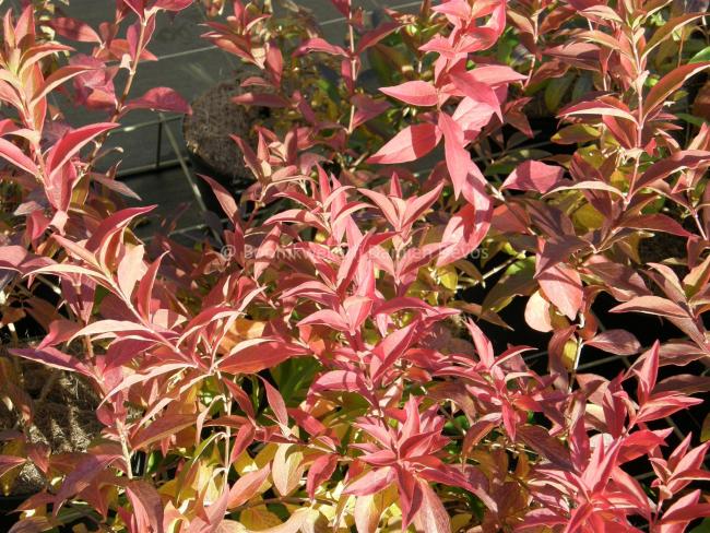 Abelia mosanensis