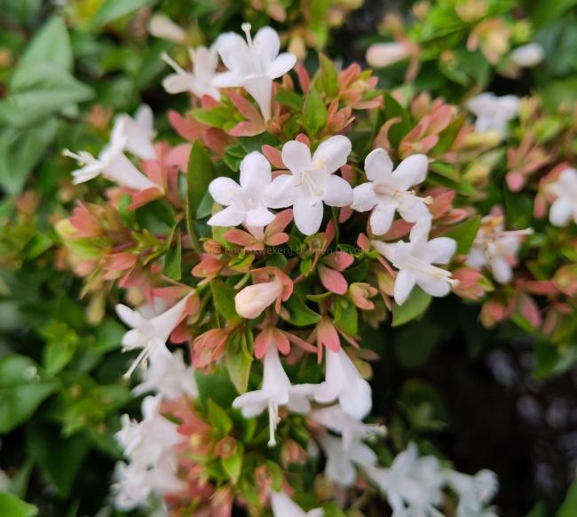 Abelia zanderi 'Little Richard'