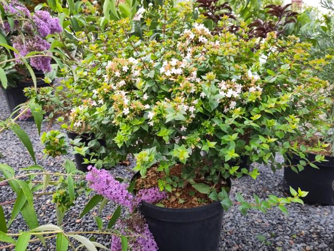 Abelia zanderi 'Little Richard'