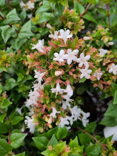 Abelia zanderi 'Little Richard'