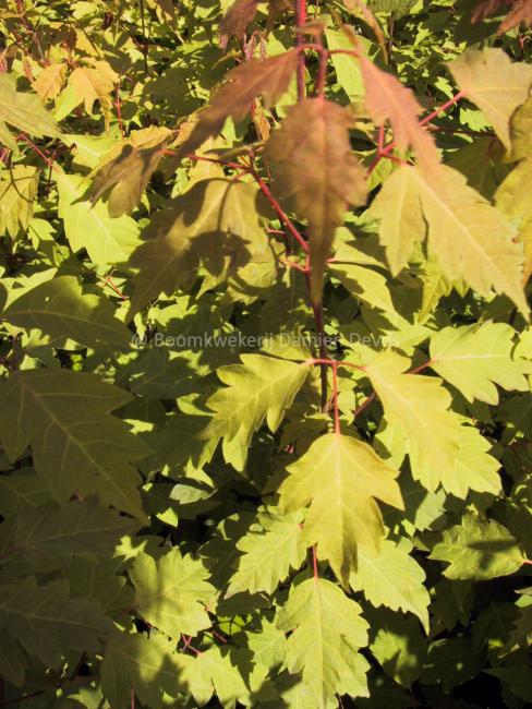 Acer cissifolium