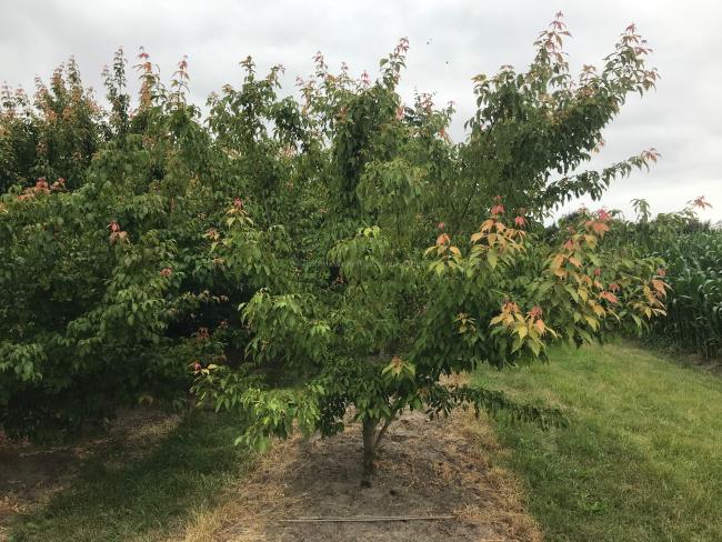 Acer cissifolium