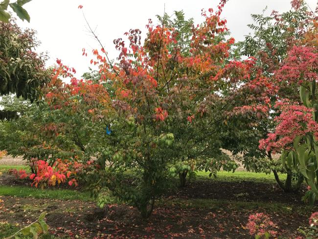 Acer cissifolium