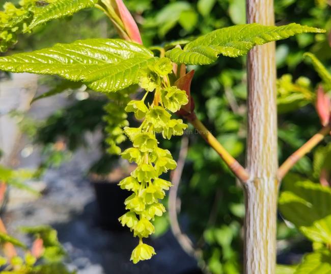 Acer conspicuum  'Silver Vein'