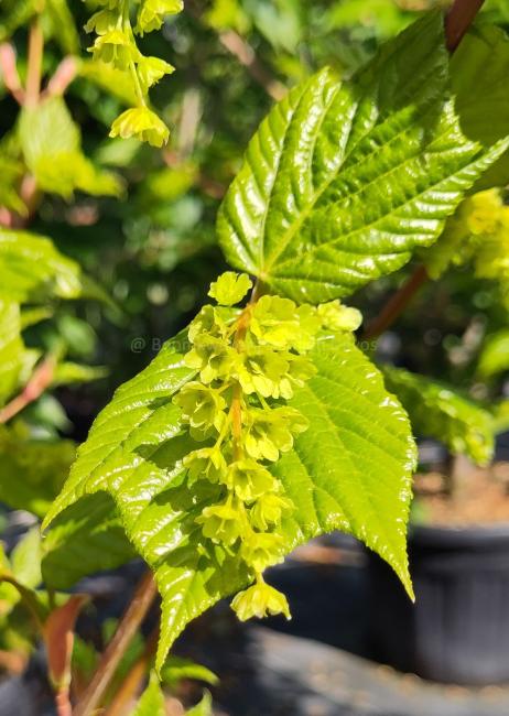 Acer conspicuum  'Silver Vein'