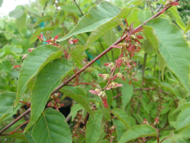 Acer davidii 'Serpentine'