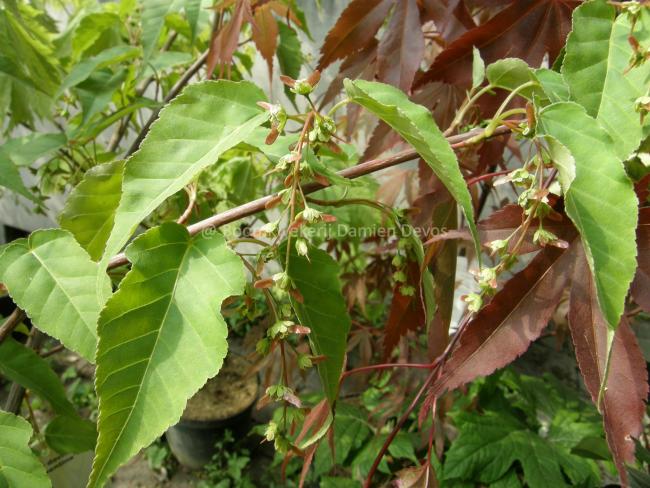 Acer davidii 'Serpentine'