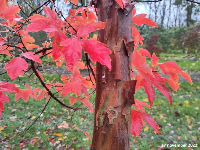 Acer griseum