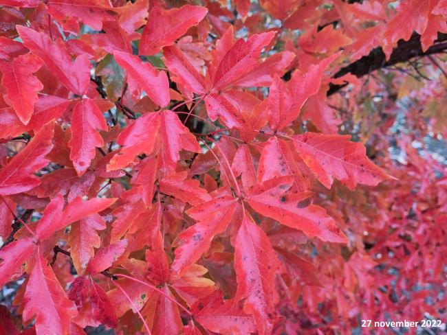 Acer griseum