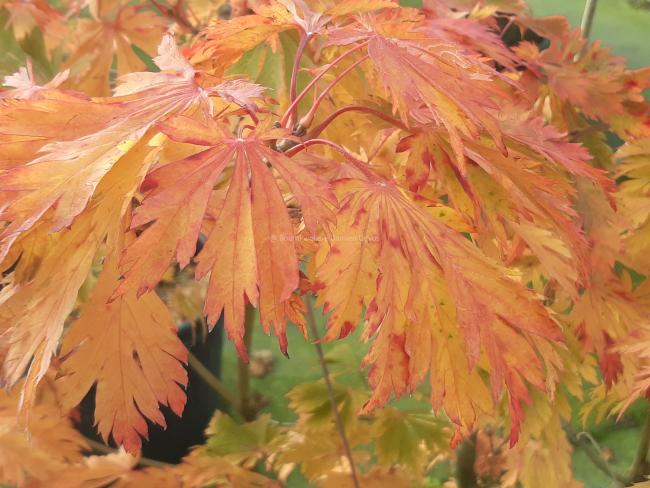 Acer japonicum 'Aconitifolium'