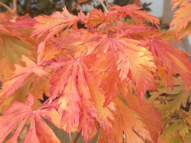 Acer japonicum 'Aconitifolium'