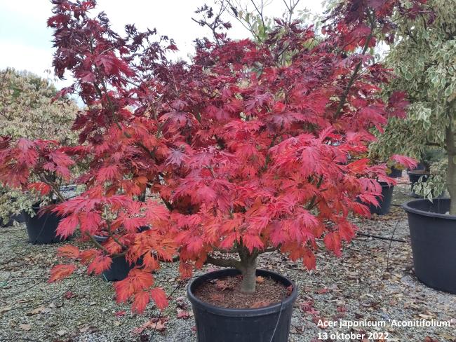 Acer japonicum 'Aconitifolium'