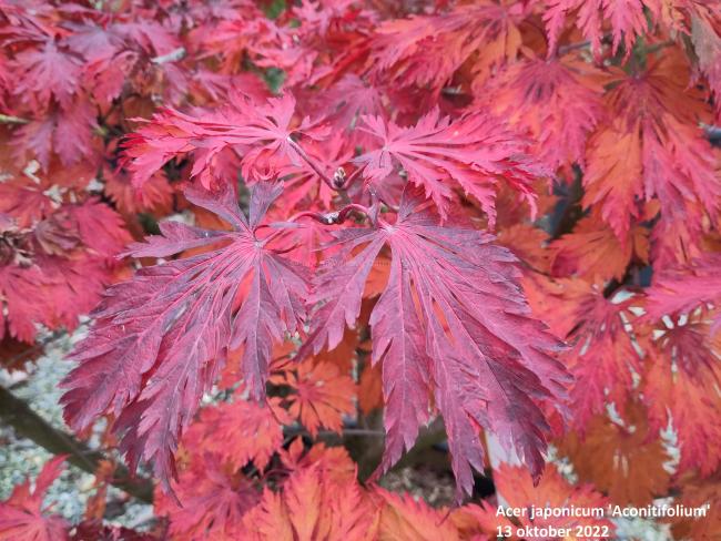 Acer japonicum 'Aconitifolium'