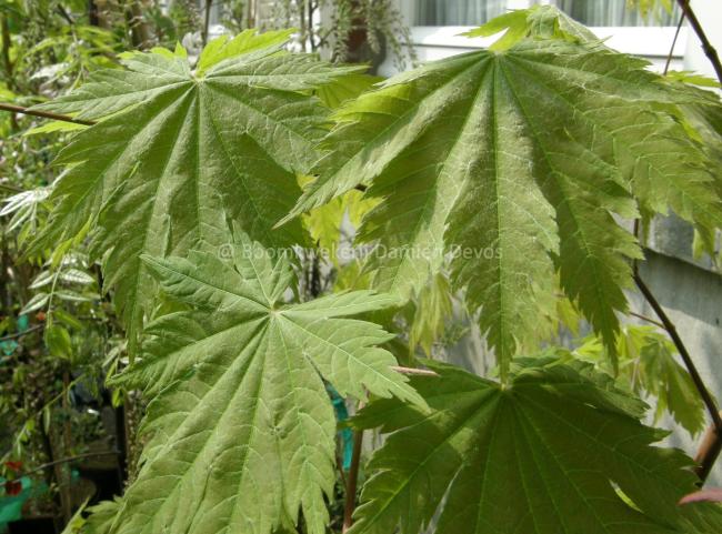 Acer japonicum 'Vitifolium'