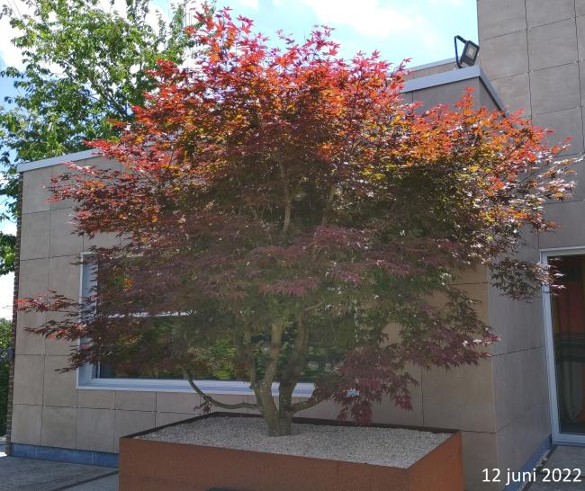 Acer palmatum 'Atropurpureum'