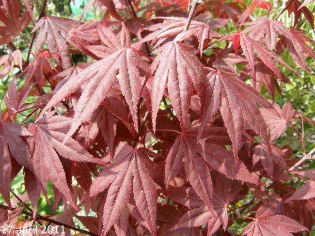 Acer palmatum 'Atropurpureum'