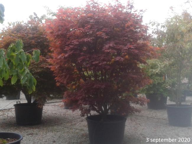 Acer palmatum 'Atropurpureum'