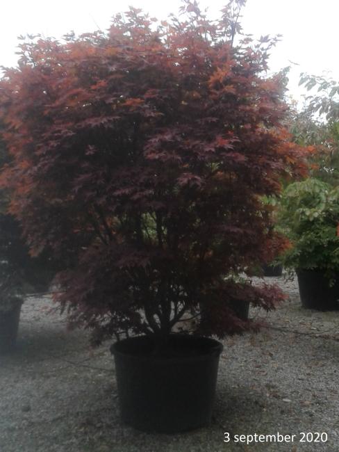 Acer palmatum 'Atropurpureum'