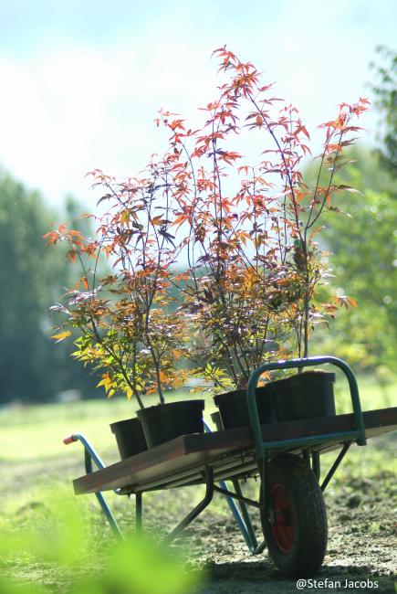 Acer palmatum 'Atropurpureum'