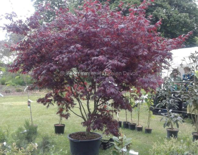 Acer palmatum 'Bloodgood'