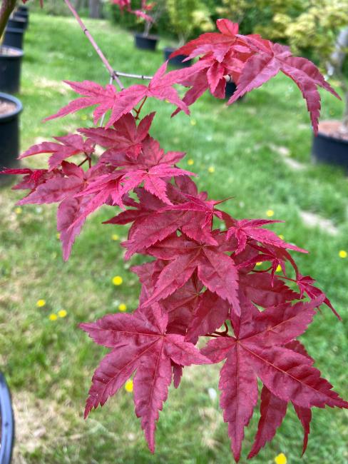 Acer palmatum 'Deshojo'