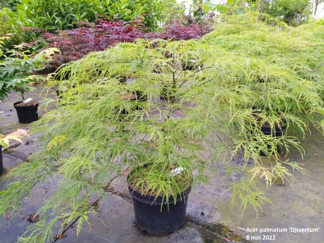 Acer palmatum 'Dissectum' ( = A. p. var. dissectum viride)