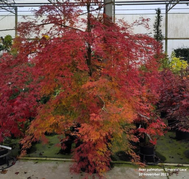 Acer palmatum 'Emerald Lace'