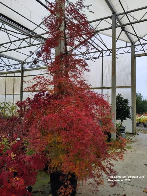 Acer palmatum 'Emerald Lace'