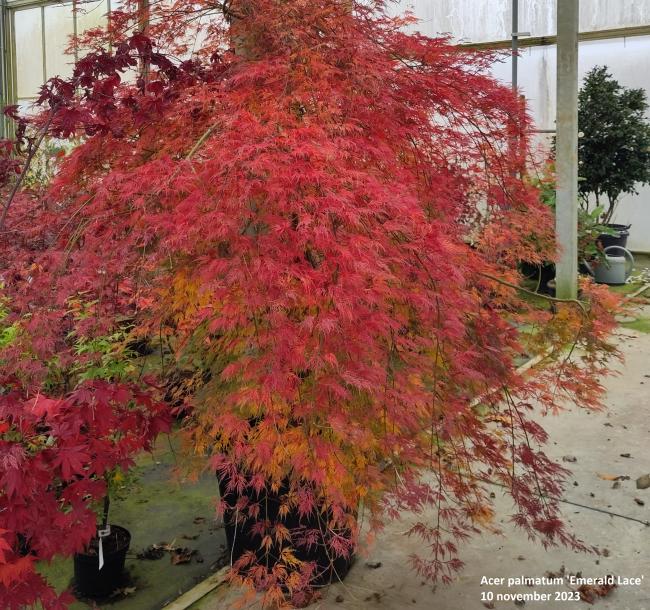 Acer palmatum 'Emerald Lace'