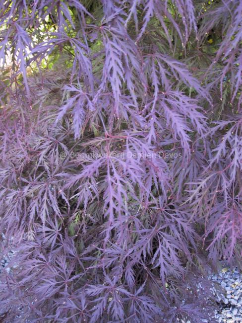 Acer palmatum 'Garnet'