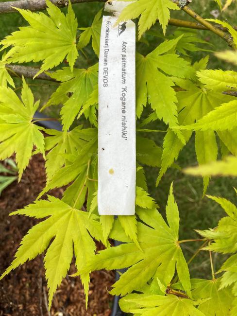 Acer palmatum 'Kogane nishiki'