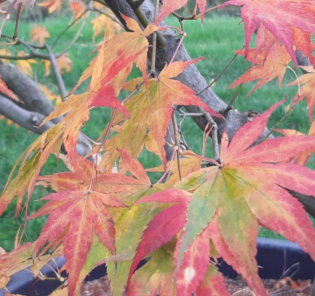 Acer palmatum 'Kogane nishiki'