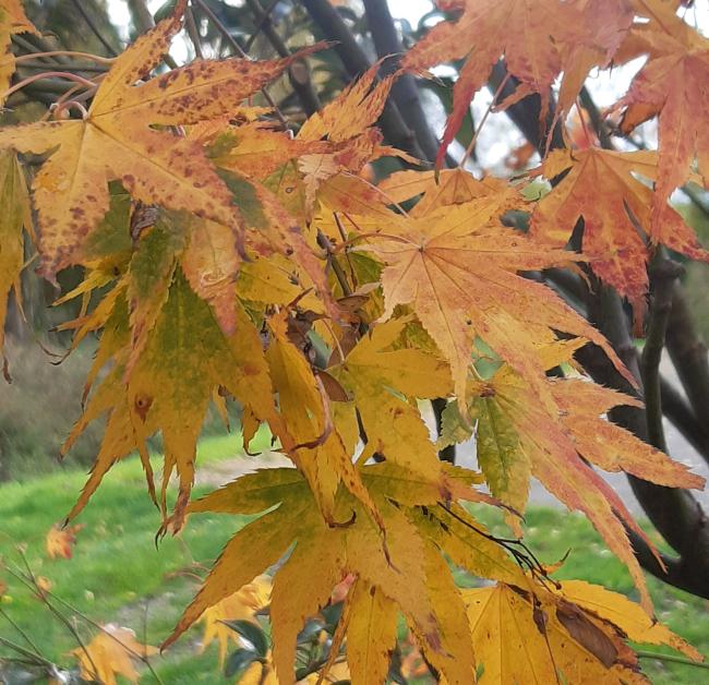 Acer palmatum 'Kogane nishiki'