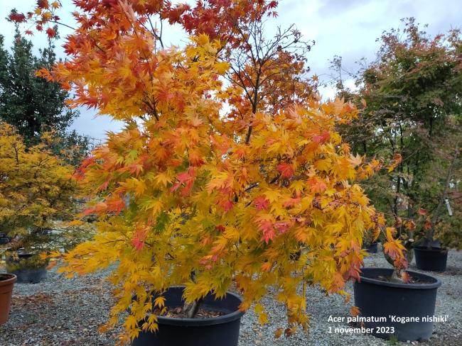 Acer palmatum 'Kogane nishiki'