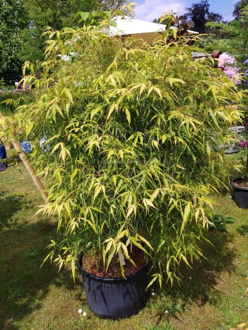 Acer palmatum 'Koto-no-ito'