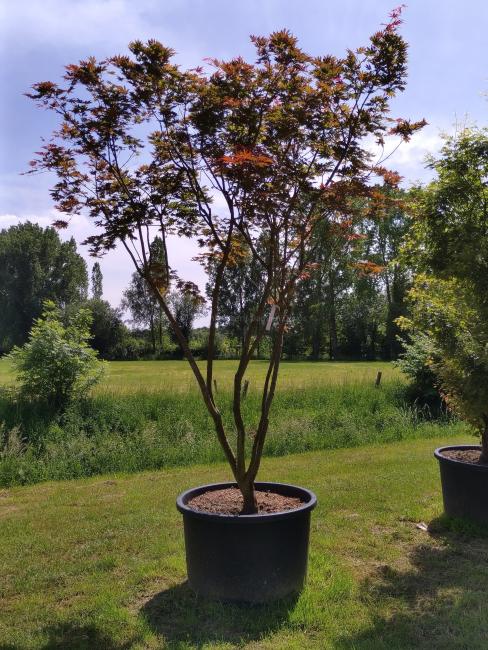 Acer palmatum 'Masu-kagami'