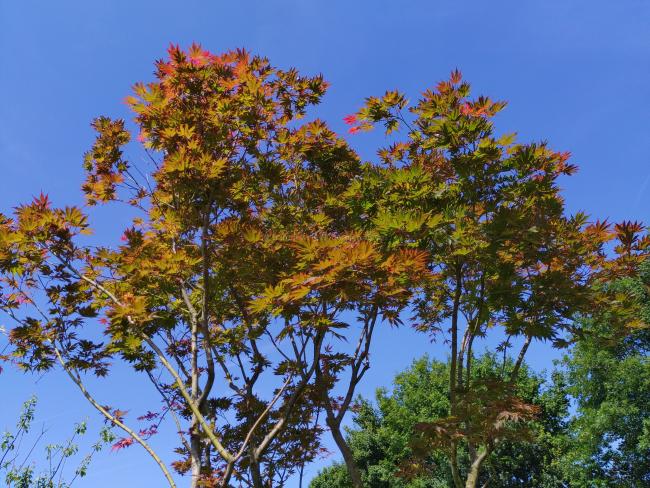 Acer palmatum 'Masu-kagami'