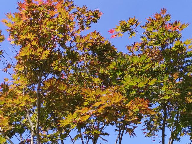 Acer palmatum 'Masu-kagami'