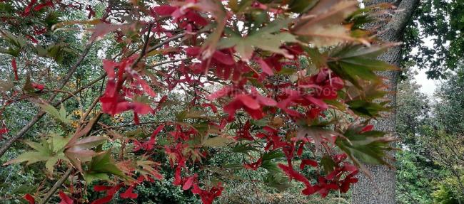 Acer palmatum 'Masu-kagami'