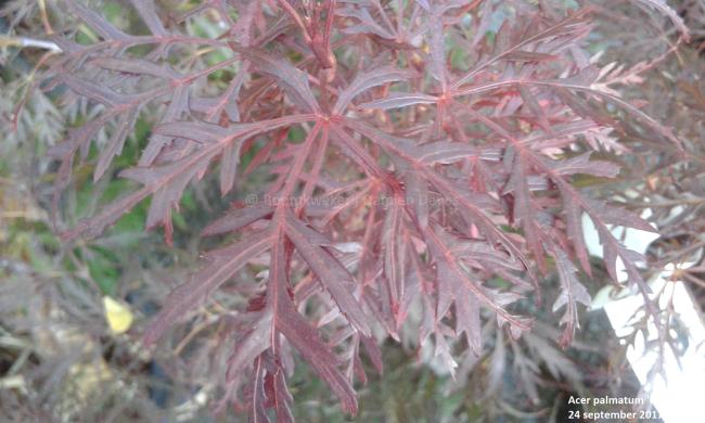 Acer palmatum 'Ornatum' Free Spirit Range