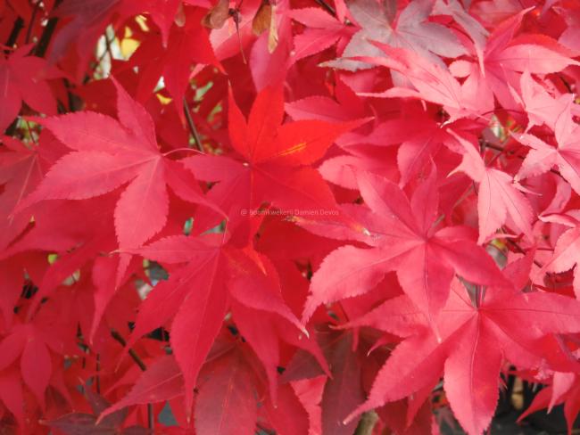 Acer palmatum 'Osakazuki'