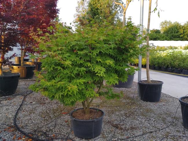 Acer palmatum 'Osakazuki'